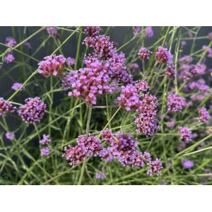 Železník argentínsky (Verbena bonariensis) ´LOLLIPOP´ - kont. P9
